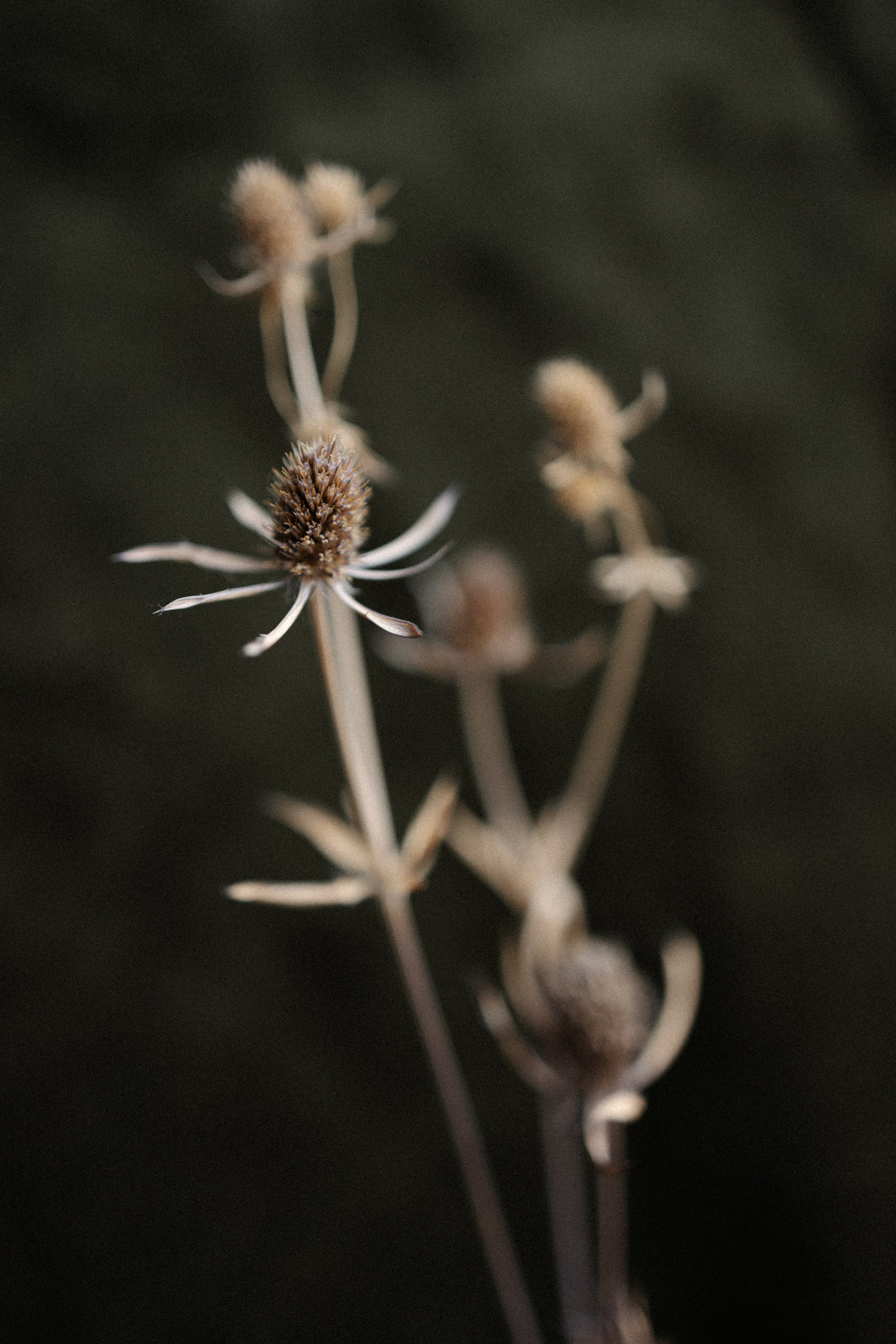 SCENT STORY | EROS