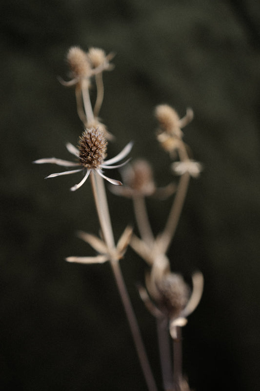 SCENT STORY | EROS