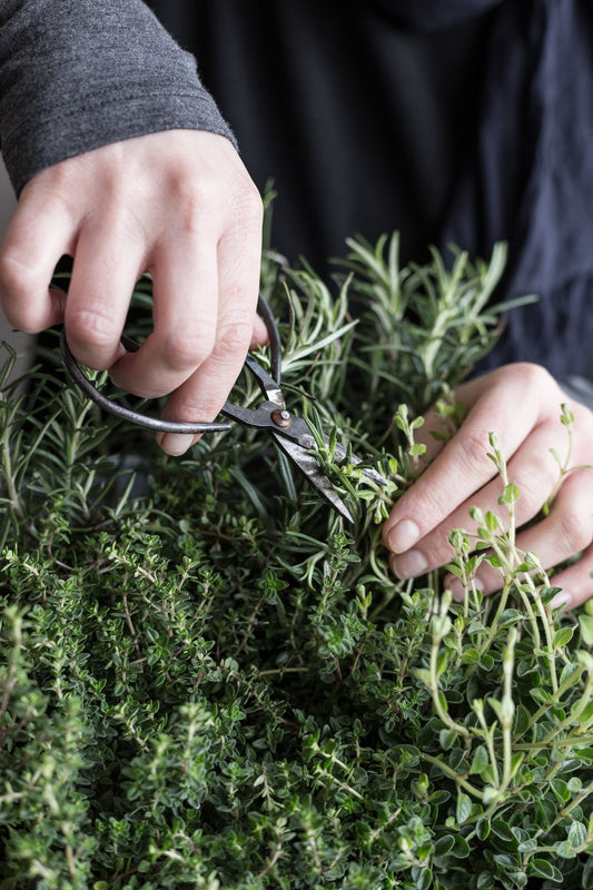 SCENT STORY | Gathered Herb