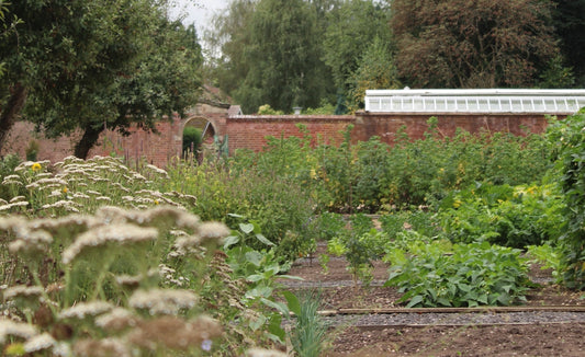 Harvesting at Hampton Manor