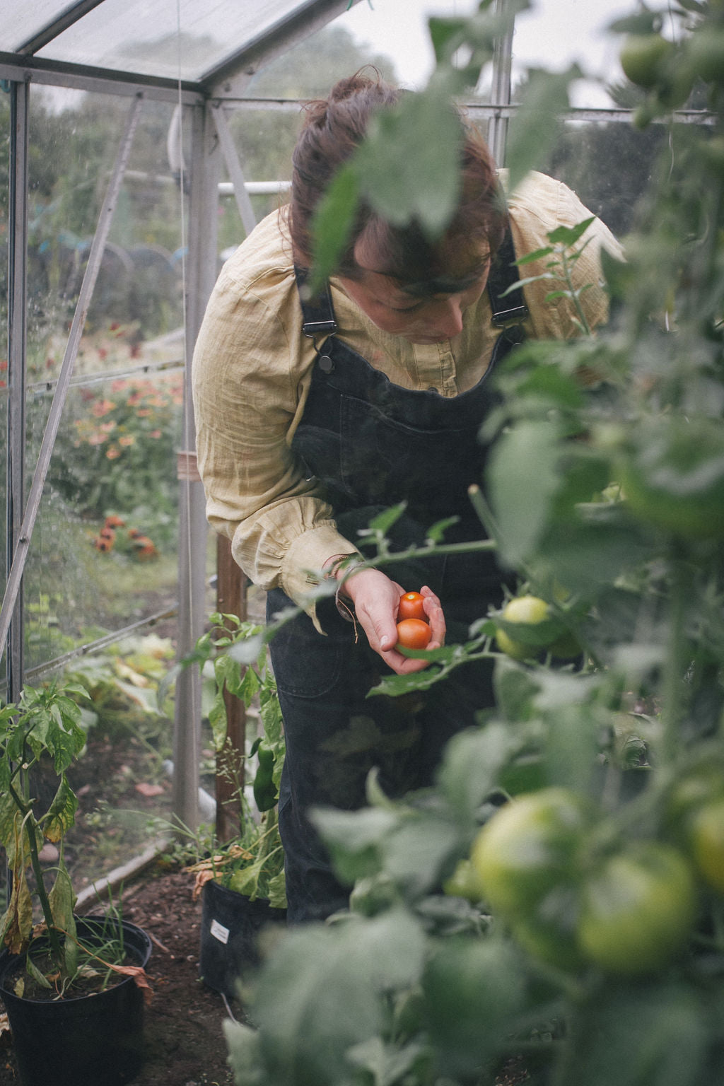 Grandad's Greenhouse