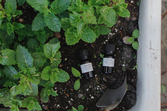 Oregano Essential Oil