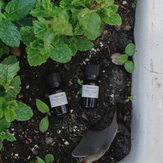 Oregano Essential Oil