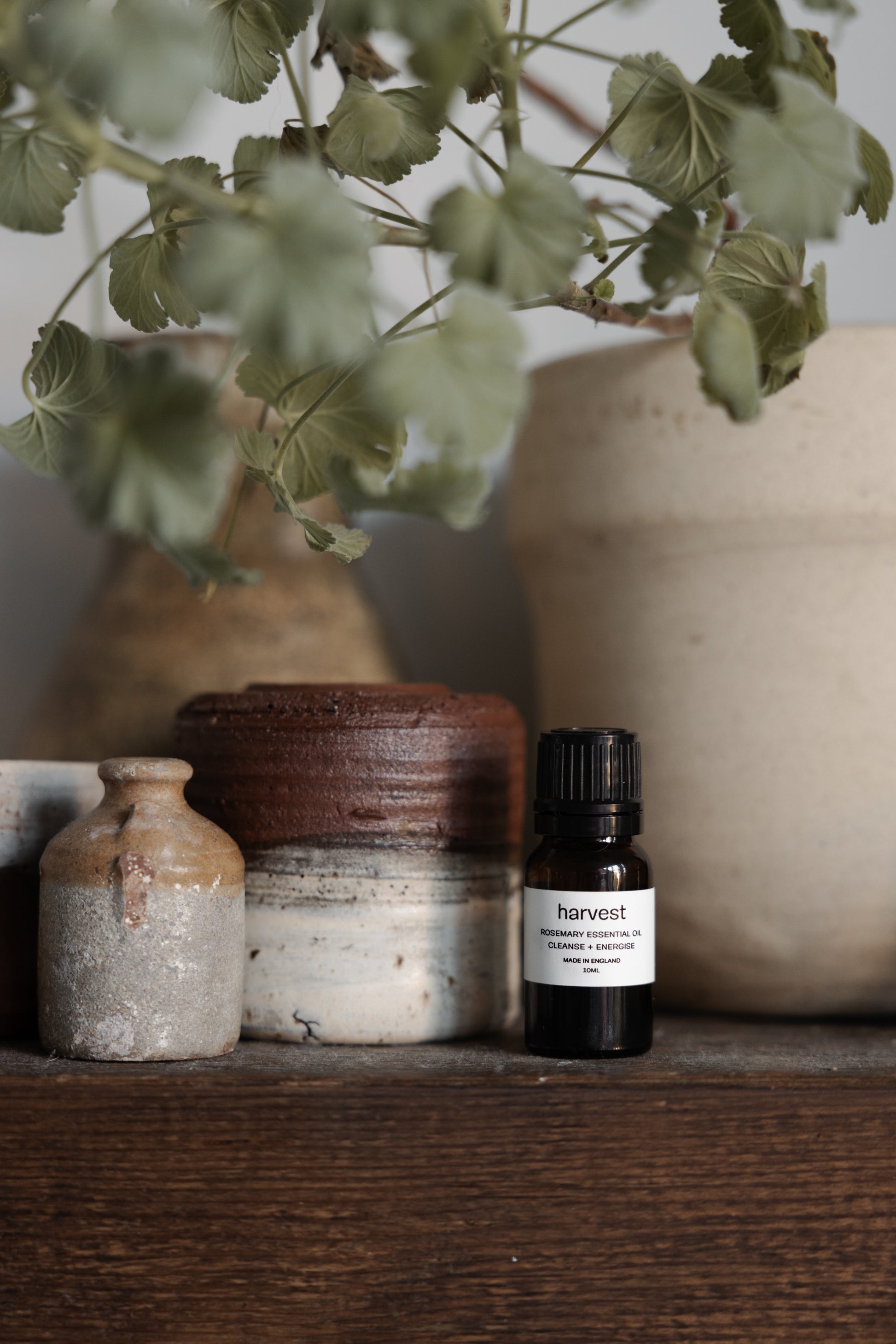 Rosemary Essential Oil