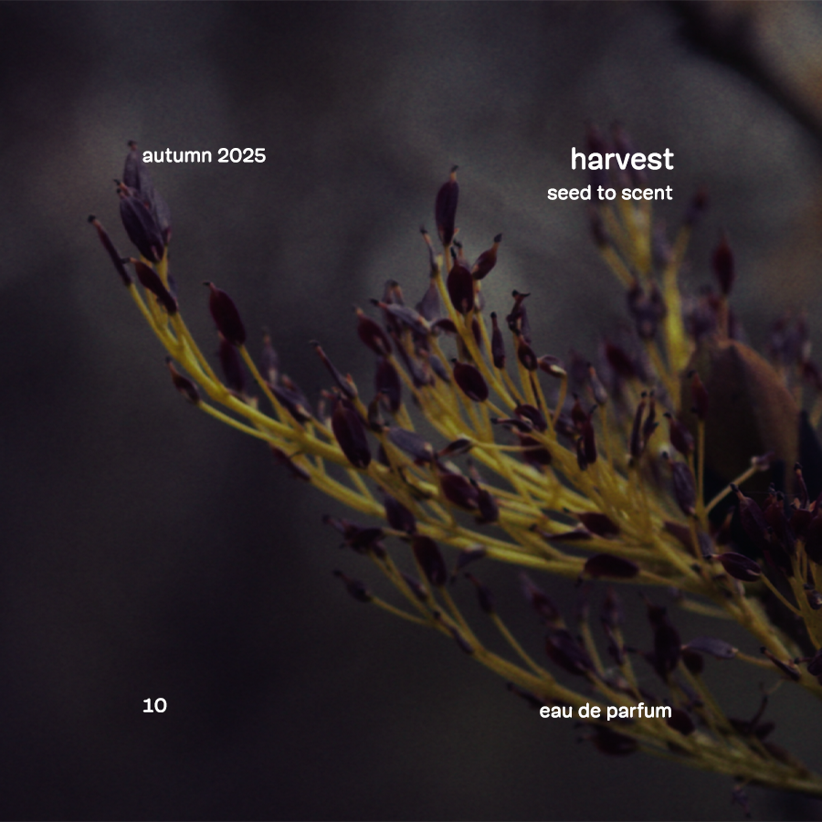 harvest eau de parfum PRE-ORDER